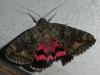Catocala sponsa